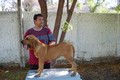 Matriz - Fila Brasileiro Dourado - Canil Singular - Perola